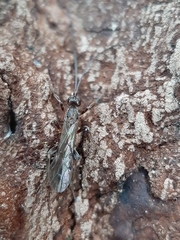 Wachsmannia spathiiformis