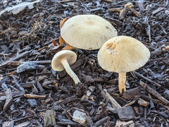 Leratiomyces riparius