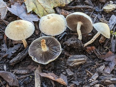 Leratiomyces riparius