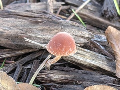 Psathyrella microrhiza