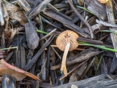 Psathyrella microrhiza