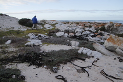 Chenolea diffusa