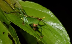 Oxyprora curvirostris