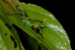 Oxyprora curvirostris