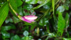 Elleanthus caravata