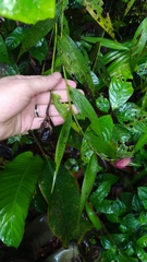 Elleanthus caravata