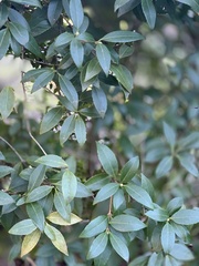 Osmanthus × burkwoodii
