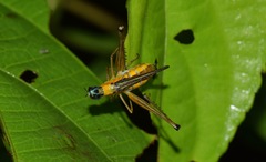 Eumastax