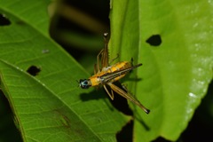 Eumastax