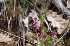 Fumaria kralikii