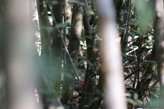 Dryocopus lineatus
