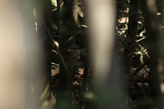 Dryocopus lineatus