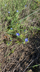 Nemophila menziesii