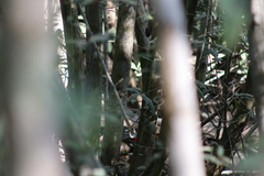 Dryocopus lineatus