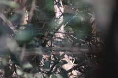 Dryocopus lineatus