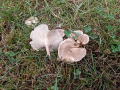 Clitocella popinalis