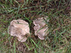 Clitocella popinalis