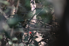 Dryocopus lineatus
