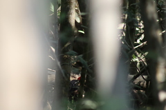 Dryocopus lineatus