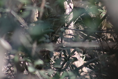 Dryocopus lineatus