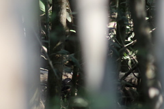 Dryocopus lineatus