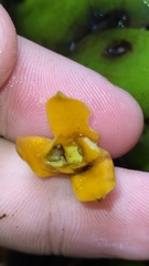 Maxillariinae