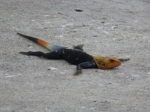 Peters's Rock Agama, Coral Gables, FL, USA, photo 5 of 10