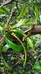Maxillariinae