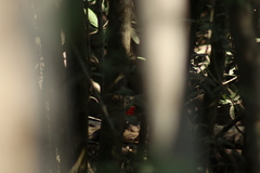Dryocopus lineatus