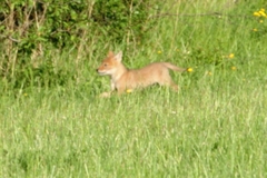 Canis latrans