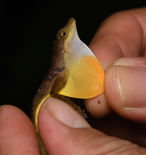Norops vicarius