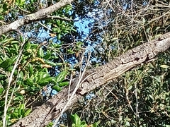 Sceloporus occidentalis