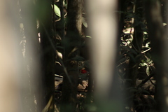 Dryocopus lineatus