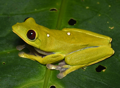 Agalychnis spurrelli