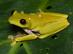 Agalychnis spurrelli