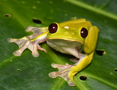 Agalychnis spurrelli