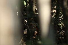 Dryocopus lineatus