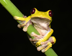 Agalychnis spurrelli