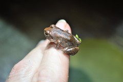 Arthroleptis stenodactylus