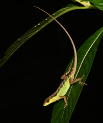 Anolis notopholis