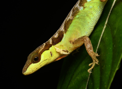 Anolis notopholis