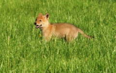Canis latrans