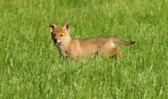 Canis latrans