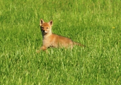 Canis latrans