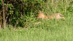Canis latrans