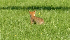Canis latrans