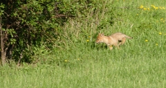 Canis latrans