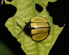Omaspides bistriata