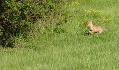 Canis latrans