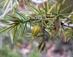 Oligotrophus schmidti